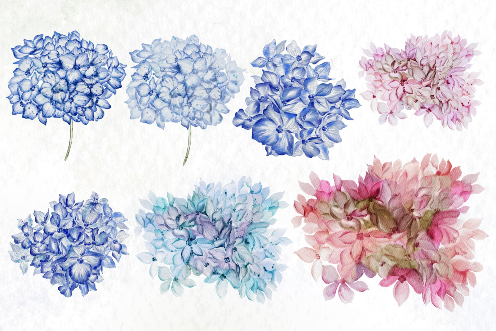 Watercolor Hydrangea Flowers Watercolor Hydrangea Flowers