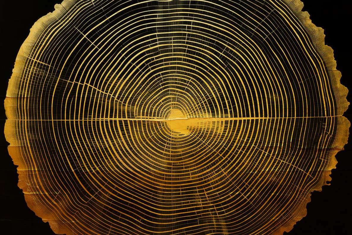 Black tree rings Black tree rings