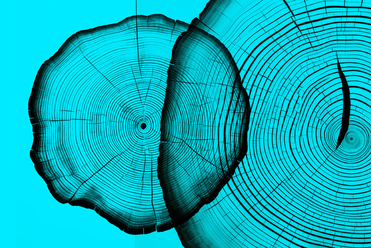 Black tree rings Black tree rings