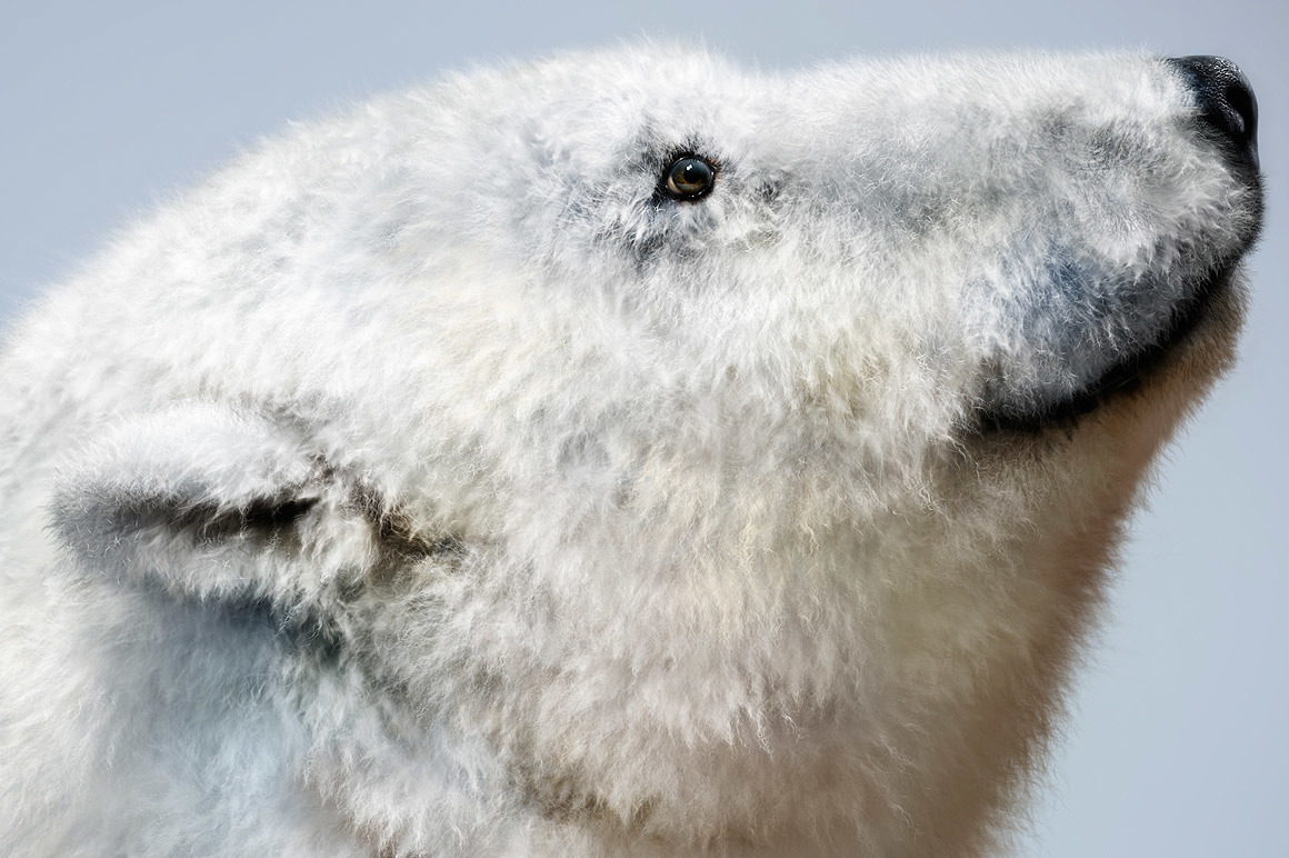 Realistic FUR Brushes for CLIP STUDIO PAINT and Manga Studio