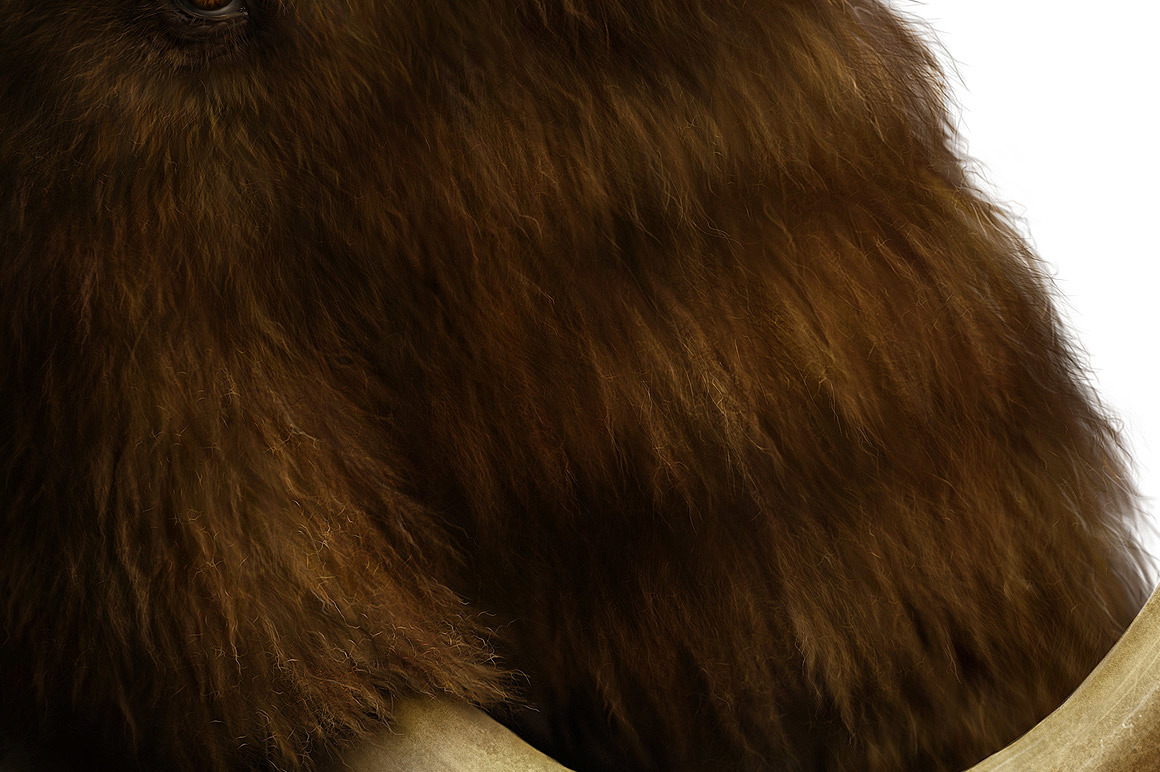 Realistic FUR Brushes for CLIP STUDIO PAINT and Manga Studio Realistic FUR Brushes for CLIP STUDIO PAINT and Manga Studio