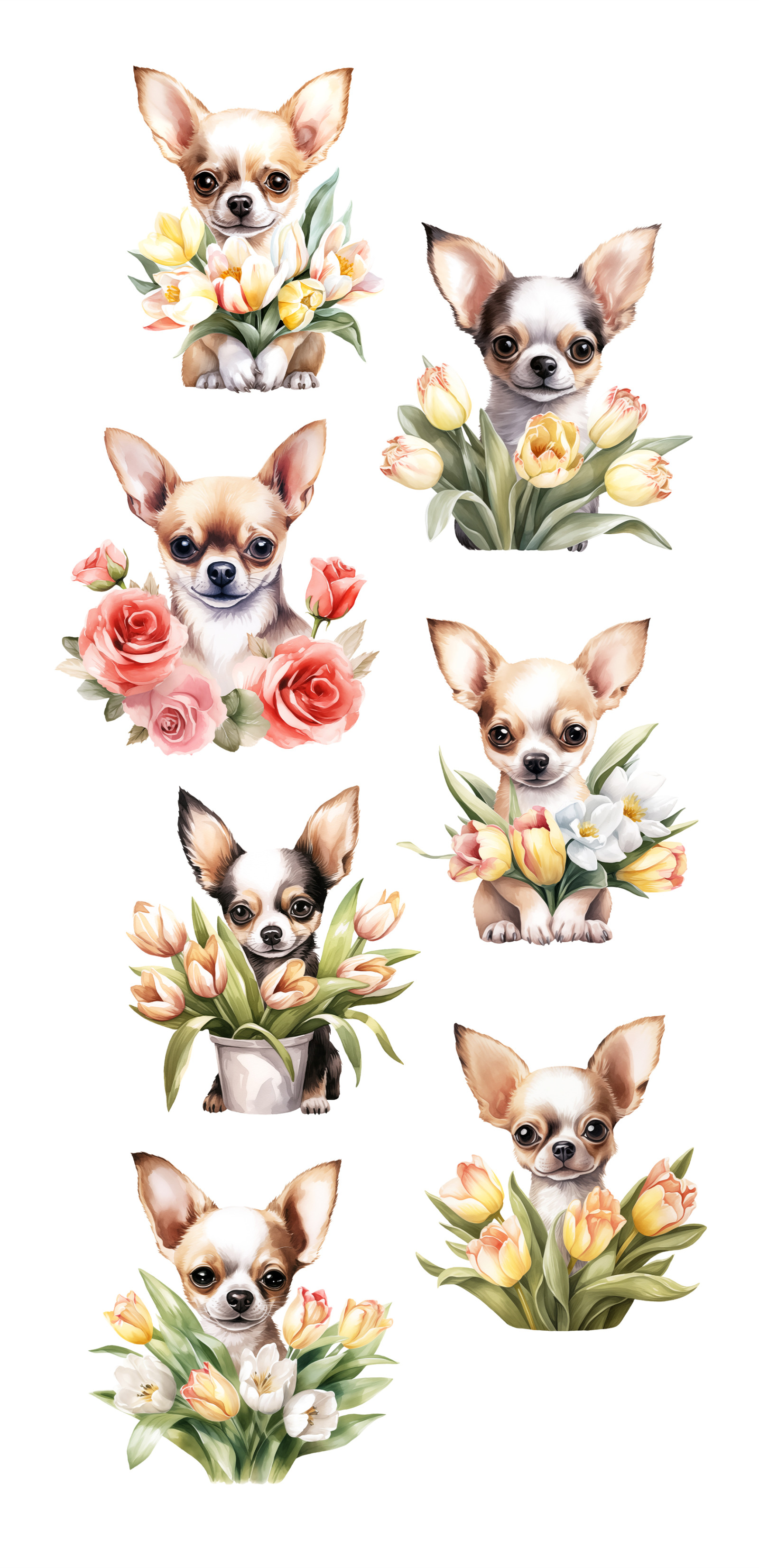 Chihuahua Chihuahua