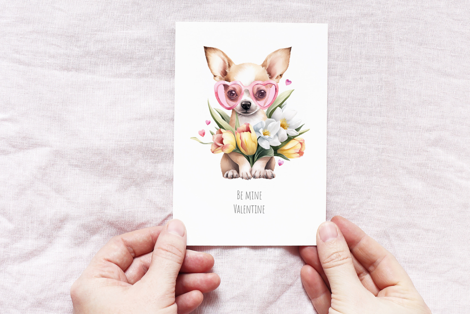Chihuahua Chihuahua