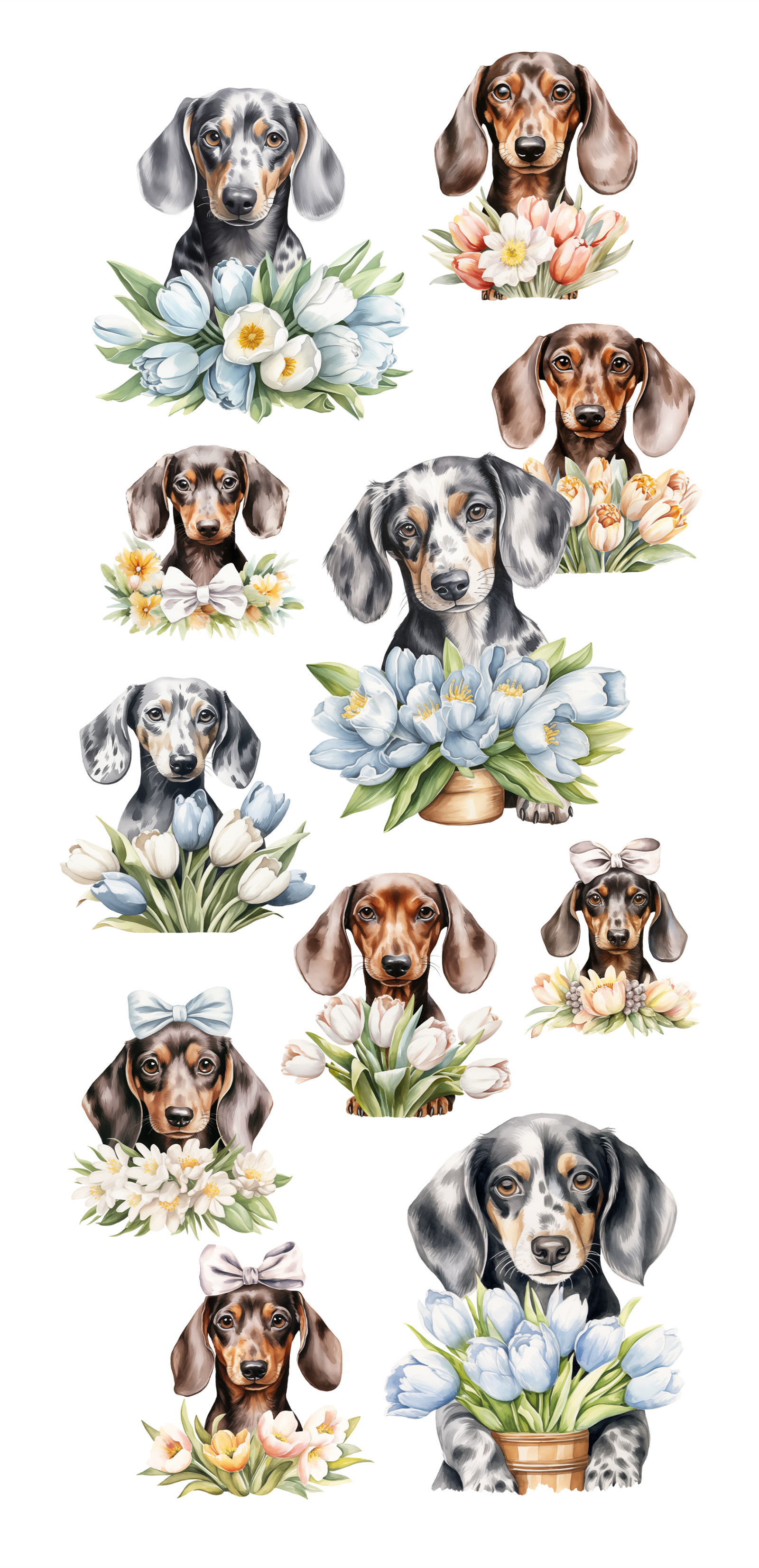 Dachshund bundle