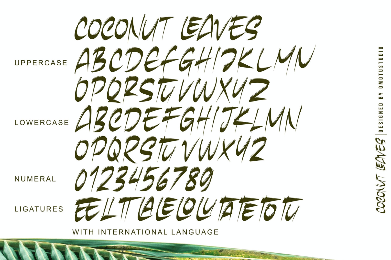 Coconut Leaves Coconut Leaves