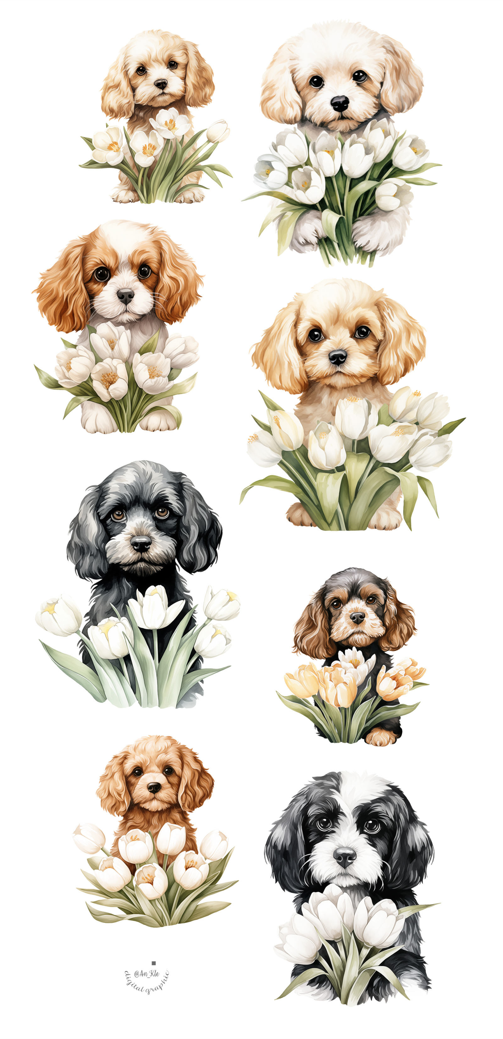 Cavapoo Cavapoo