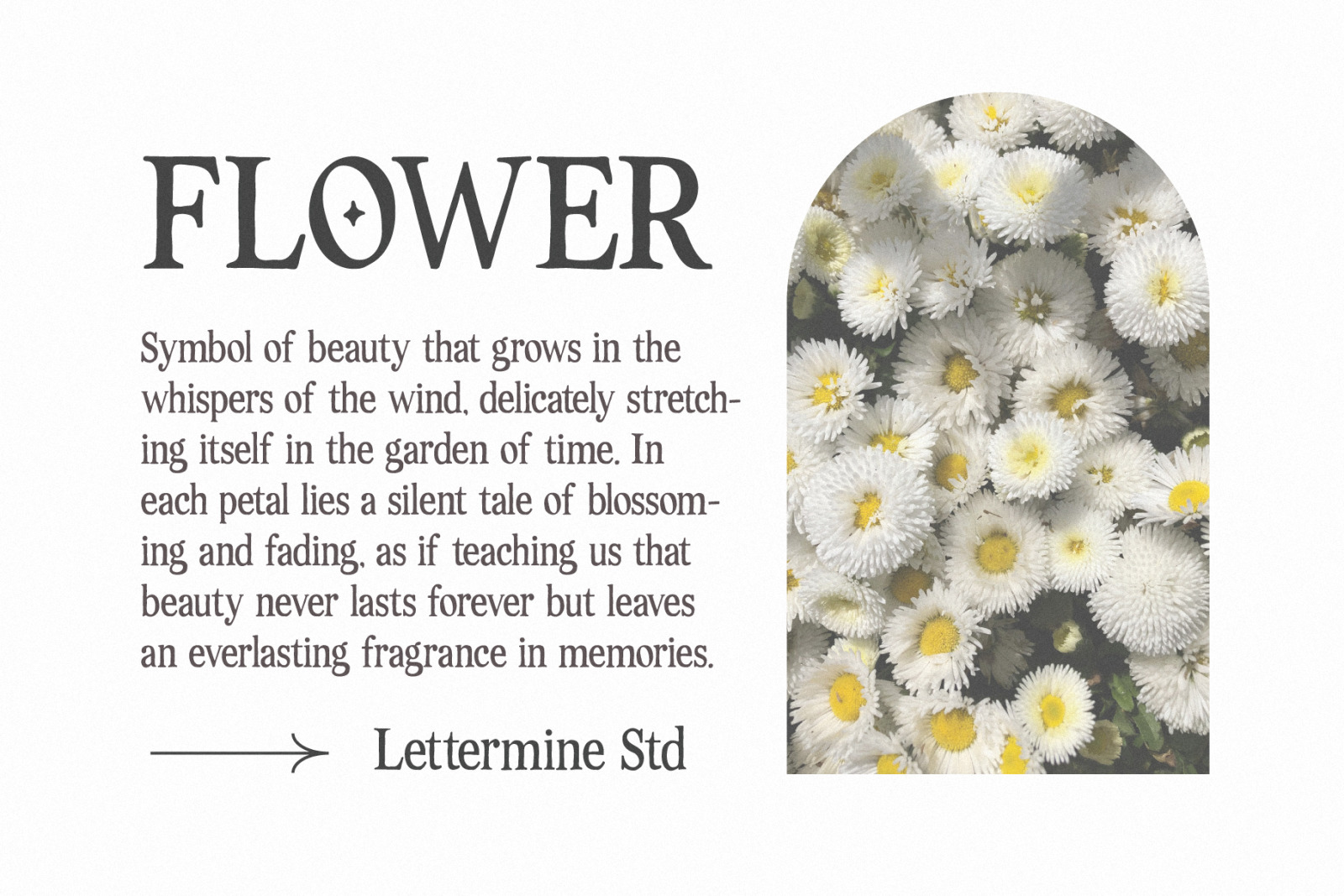 Dastine Oramica - Organic Serif Dastine Oramica - Organic Serif