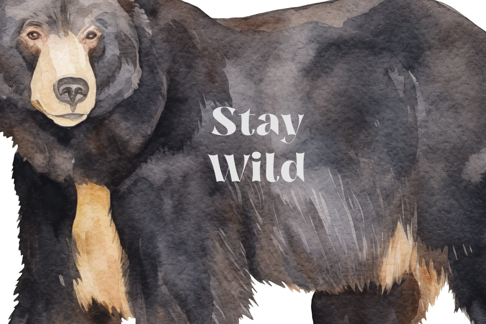 Brown Bears Brown Bears