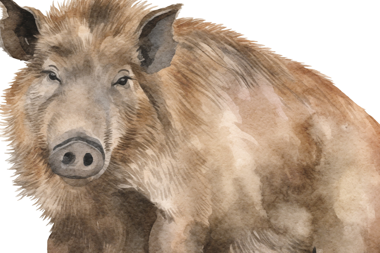 Woodland Animals Woodland Animals