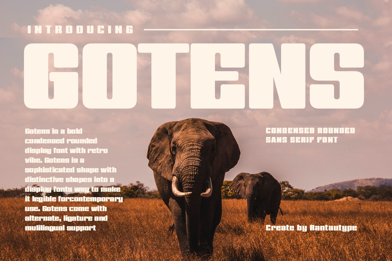 Gotens Bold Condensed Display Font