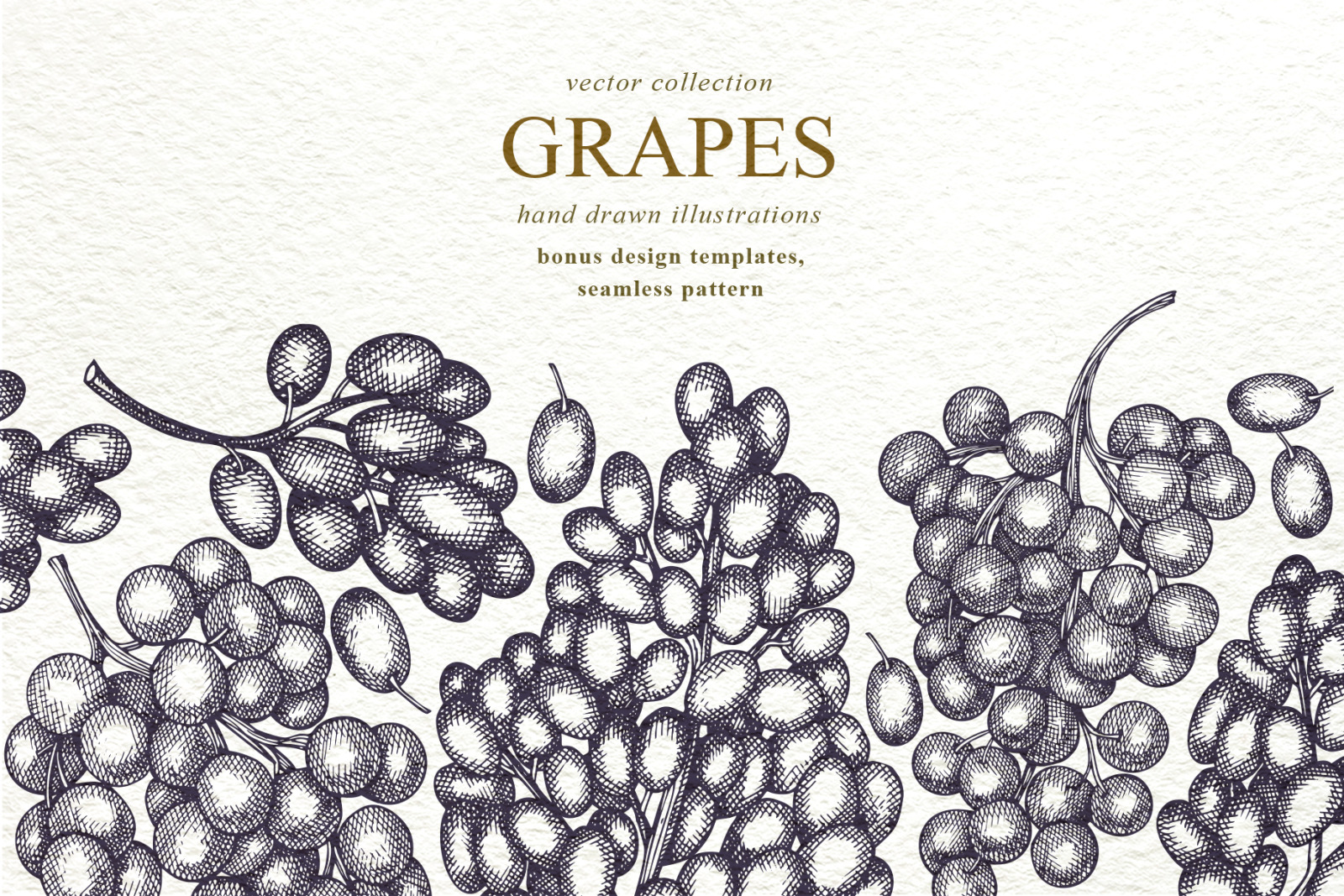 Grape Vector Collection Grape Vector Collection