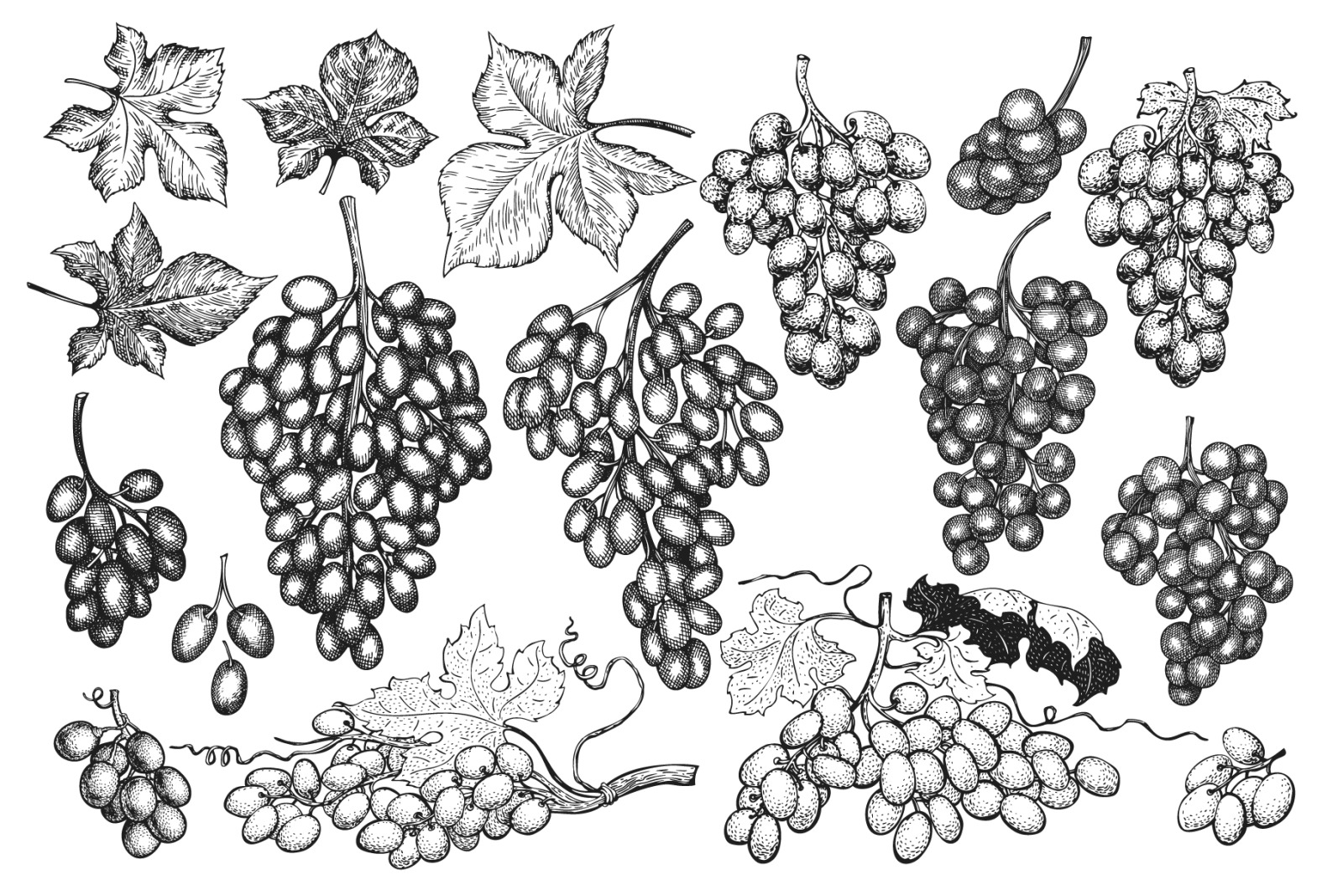 Grape Vector Collection Grape Vector Collection