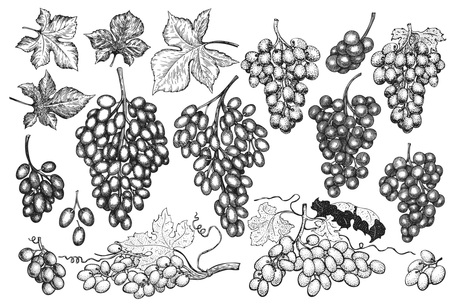 Grape Vector Collection