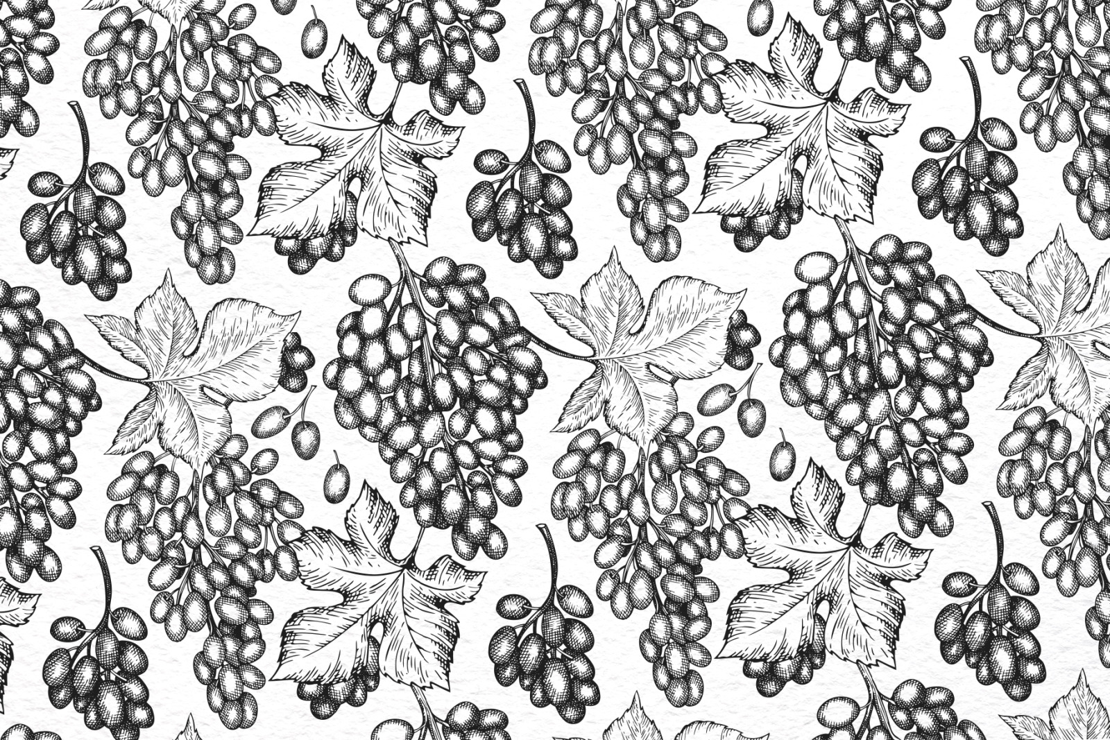 Grape Vector Collection Grape Vector Collection