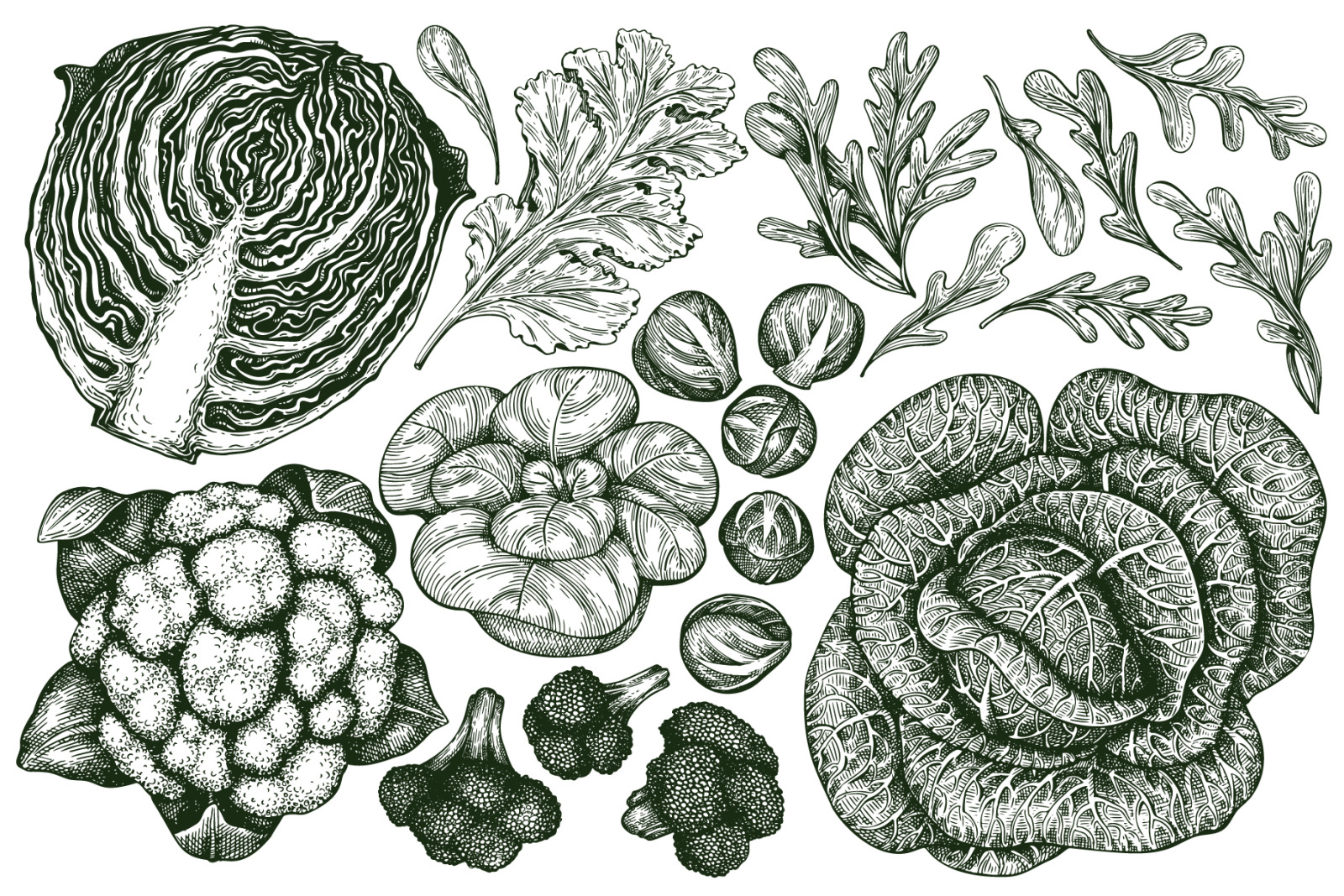 Vegetable Vector Collection#2