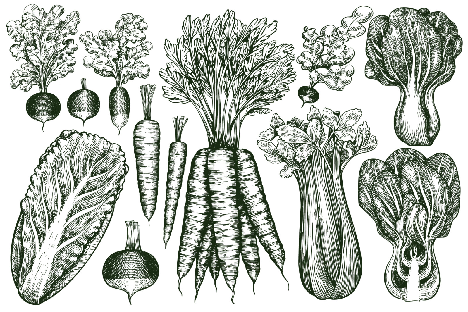 Vegetable Vector Collection#2