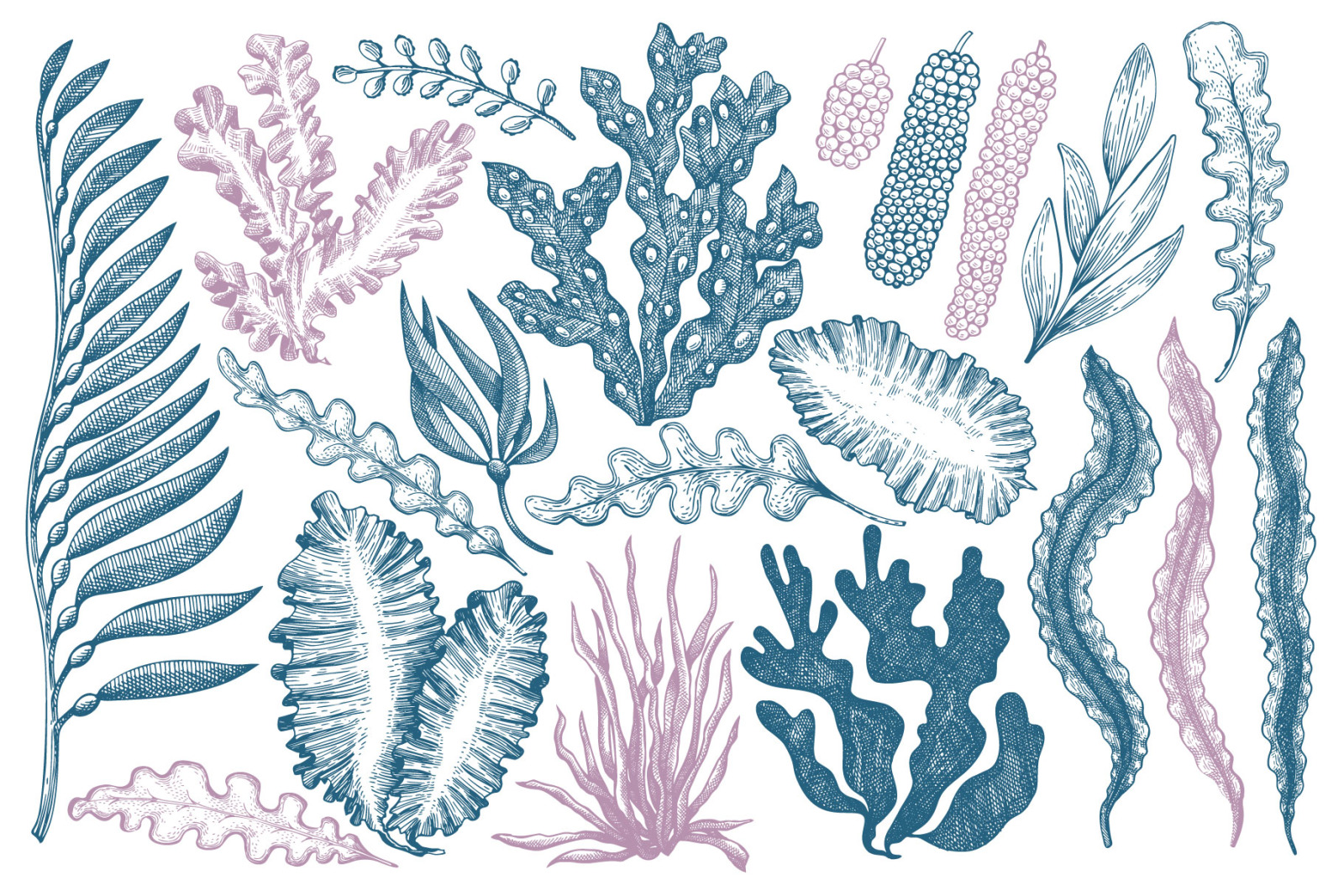 Seaweeds Vector Collection Seaweeds Vector Collection