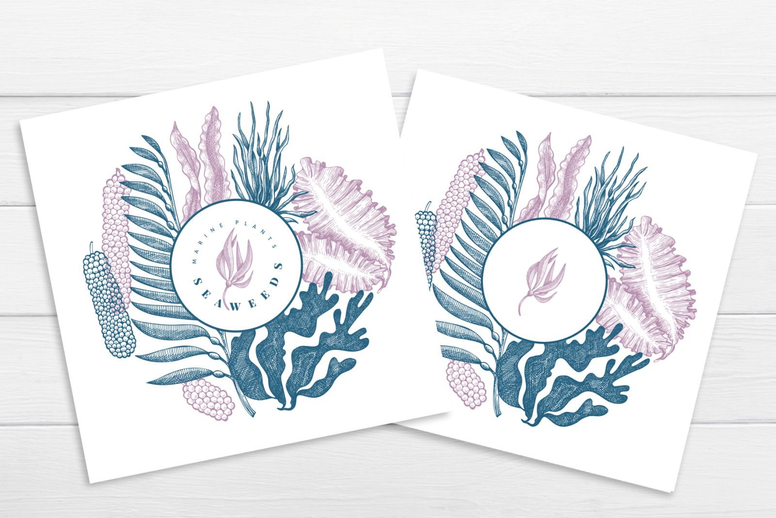 Seaweeds Vector Collection