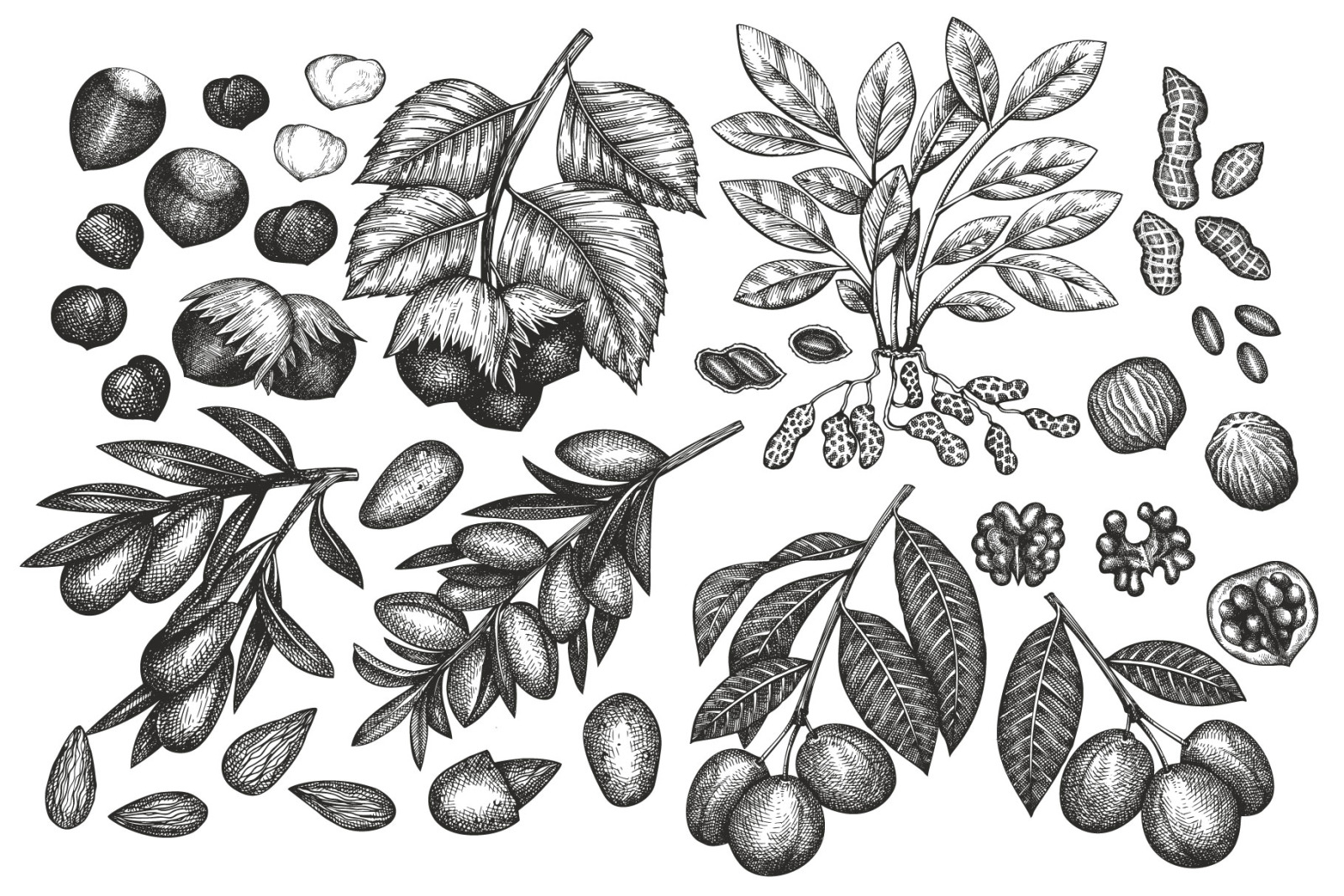 Nuts Vector Collection