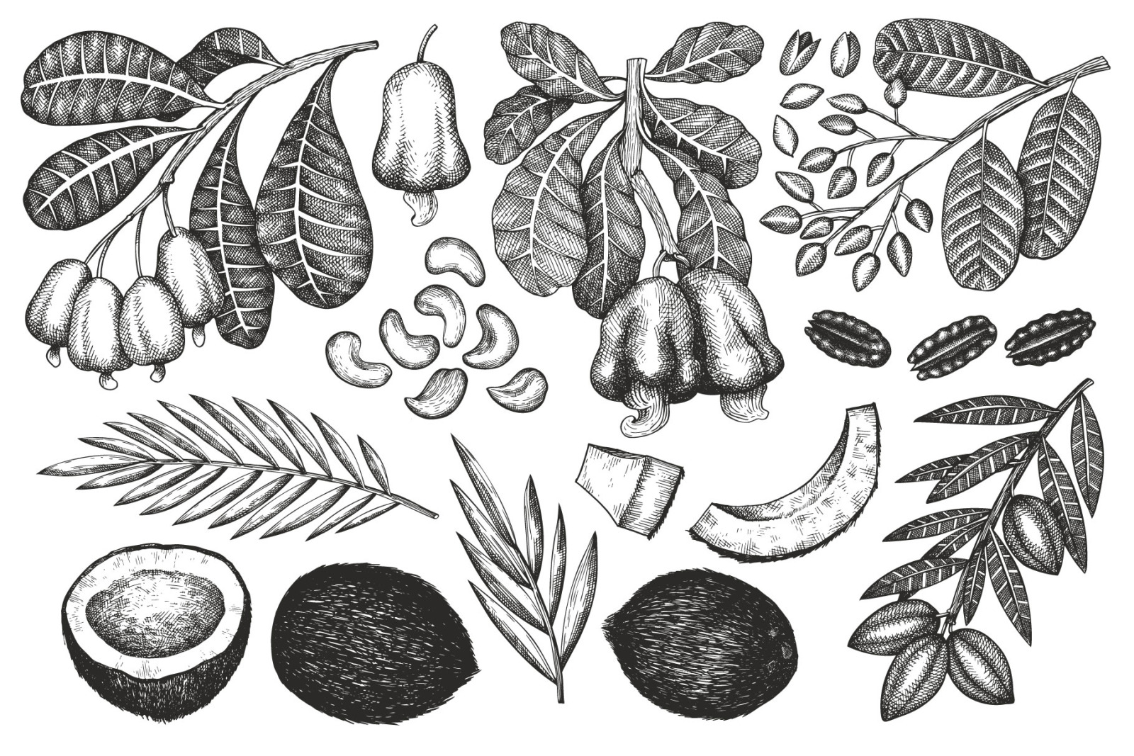 Nuts Vector Collection