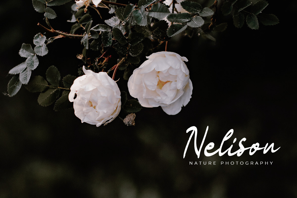 Cafelin – Modern Script Font Cafelin – Modern Script Font