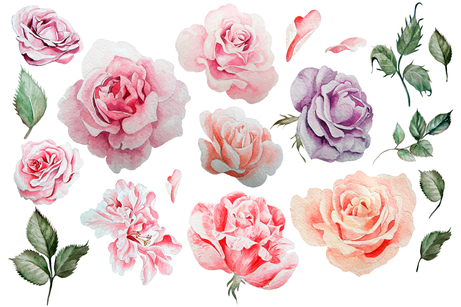 Hand drawn watercolor roses 2 Hand drawn watercolor roses 2