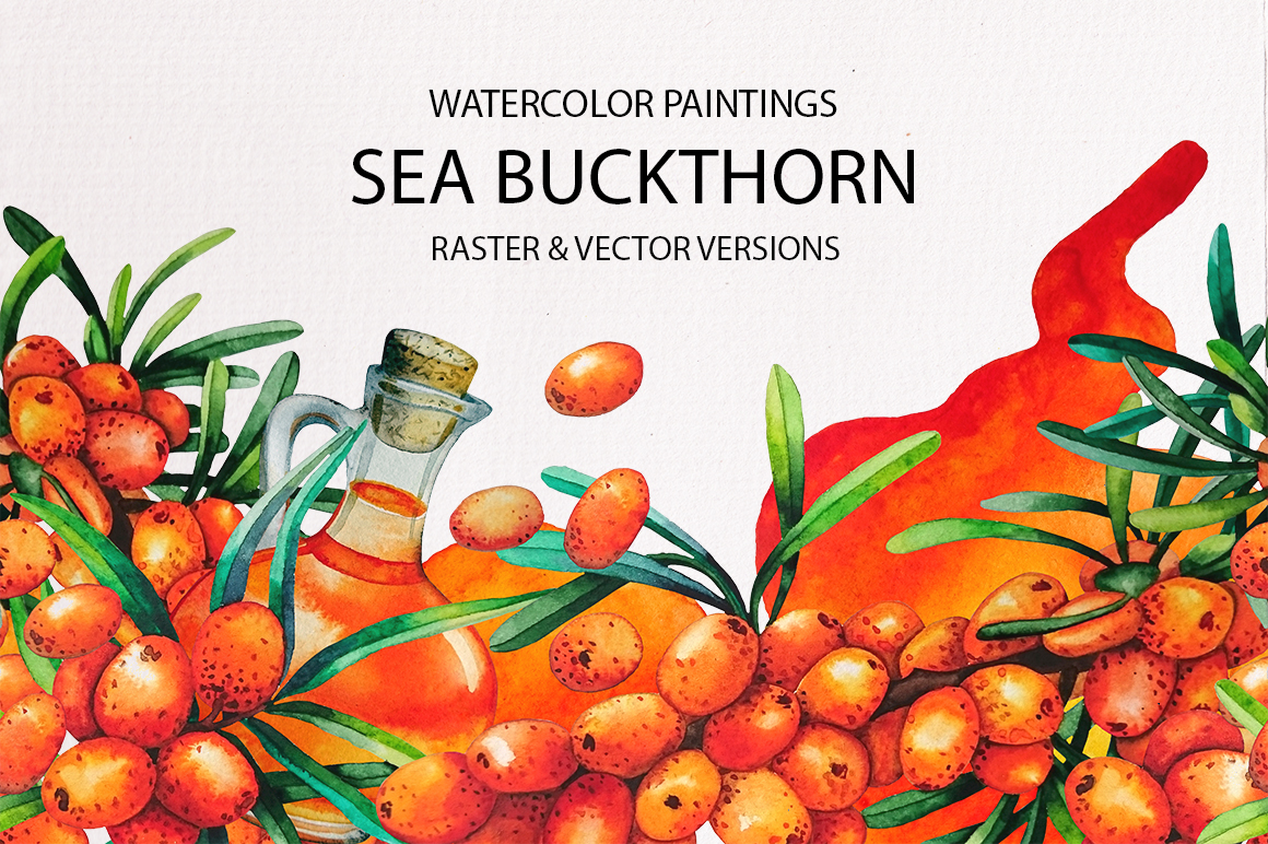 Watercolor Sea Buckthorn Watercolor Sea Buckthorn