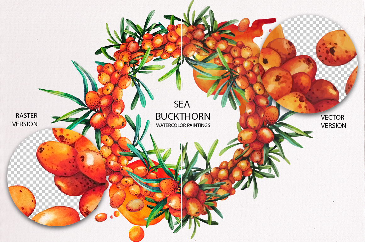 Watercolor Sea Buckthorn Watercolor Sea Buckthorn