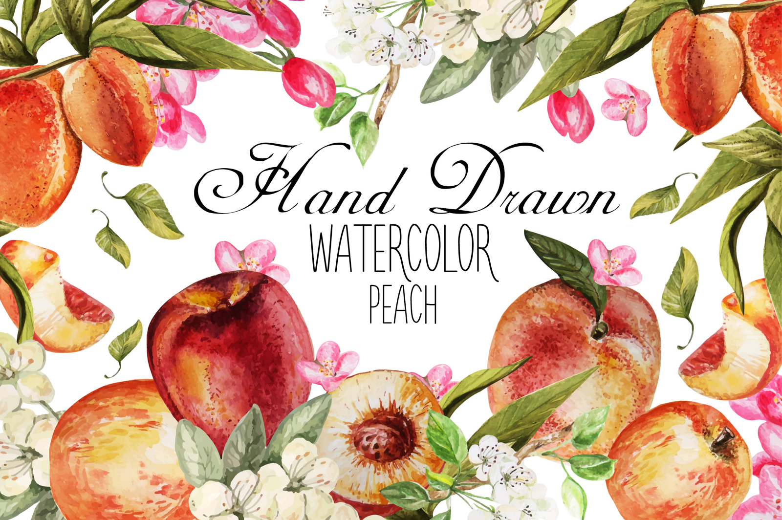 Hand Drawn Watercolor PEACH Hand Drawn Watercolor PEACH