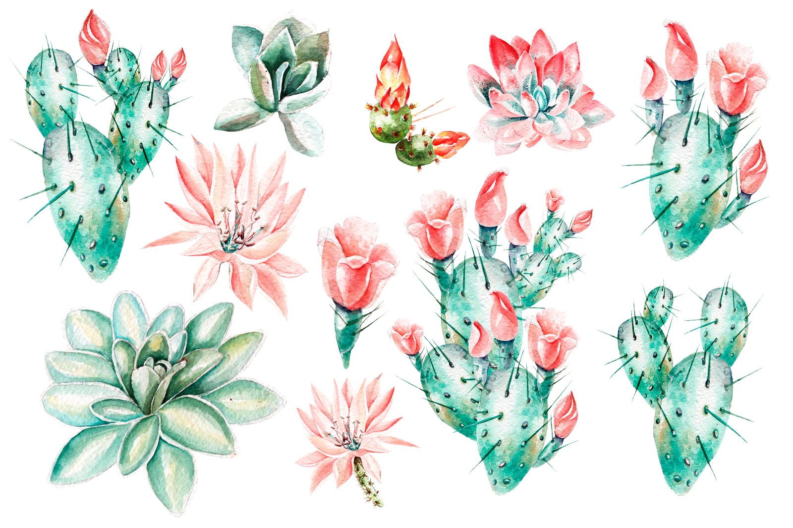 Watercolor SUCCULENTS &amp; CACTUSES