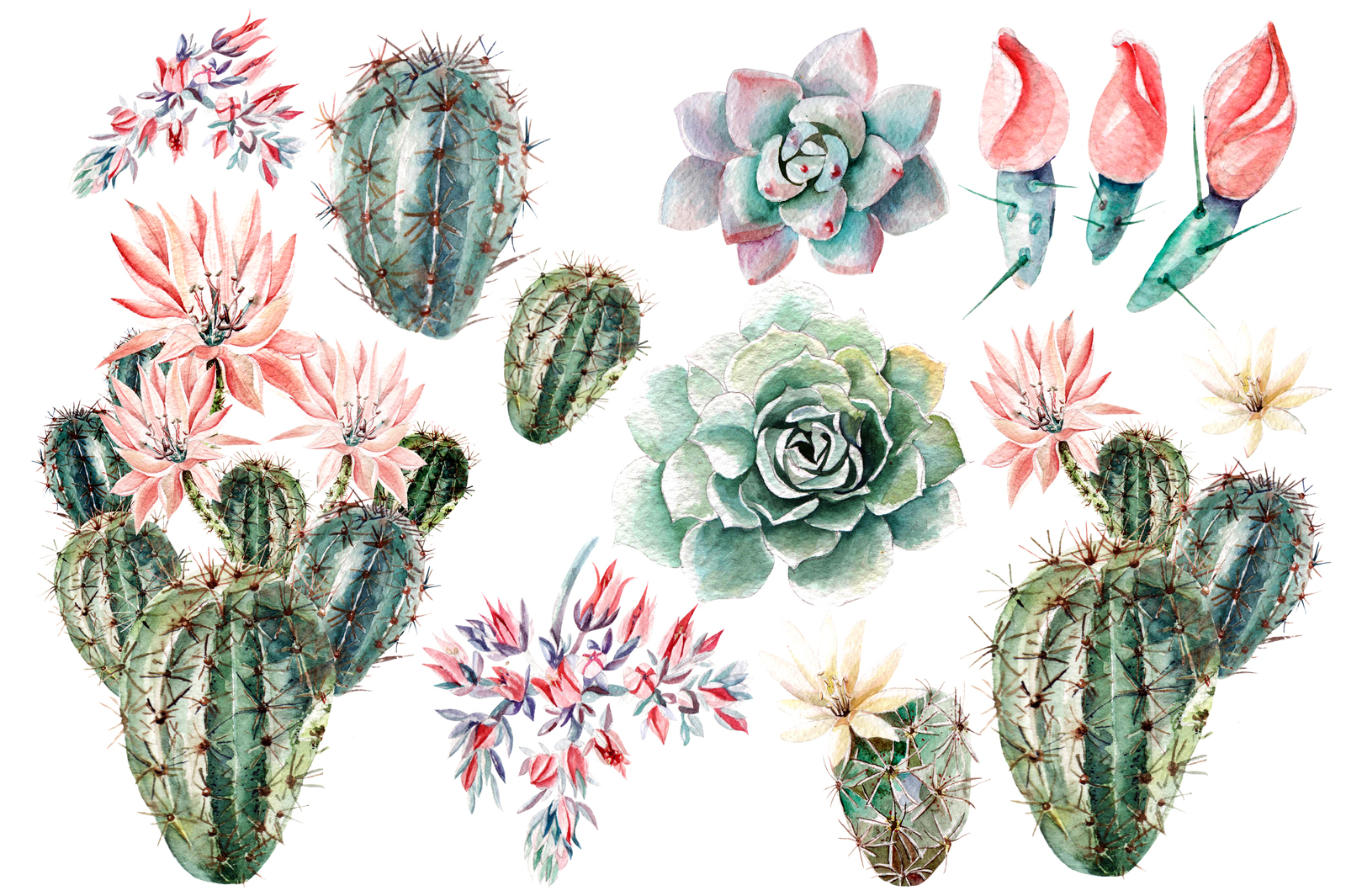 Watercolor SUCCULENTS &amp; CACTUSES