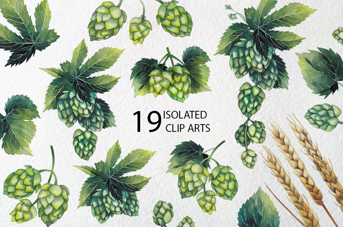 Watercolor hop and malt Watercolor hop and malt