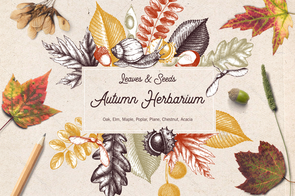 Vintage Autumn Herbarium