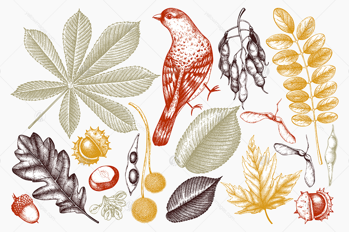 Vintage Autumn Herbarium Vintage Autumn Herbarium
