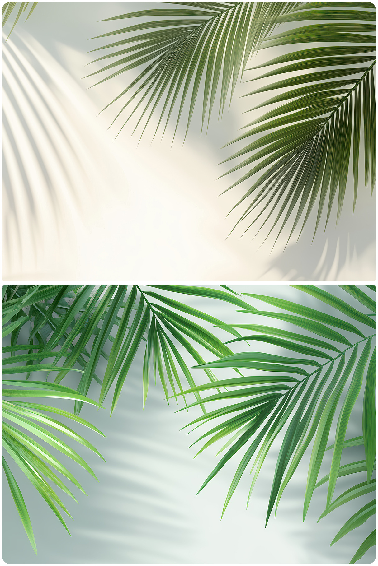 20 Palm Branches Shadows Backgrounds 20 Palm Branches Shadows Backgrounds