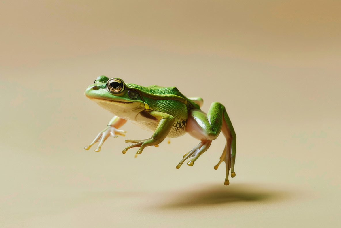 Frogs Frogs