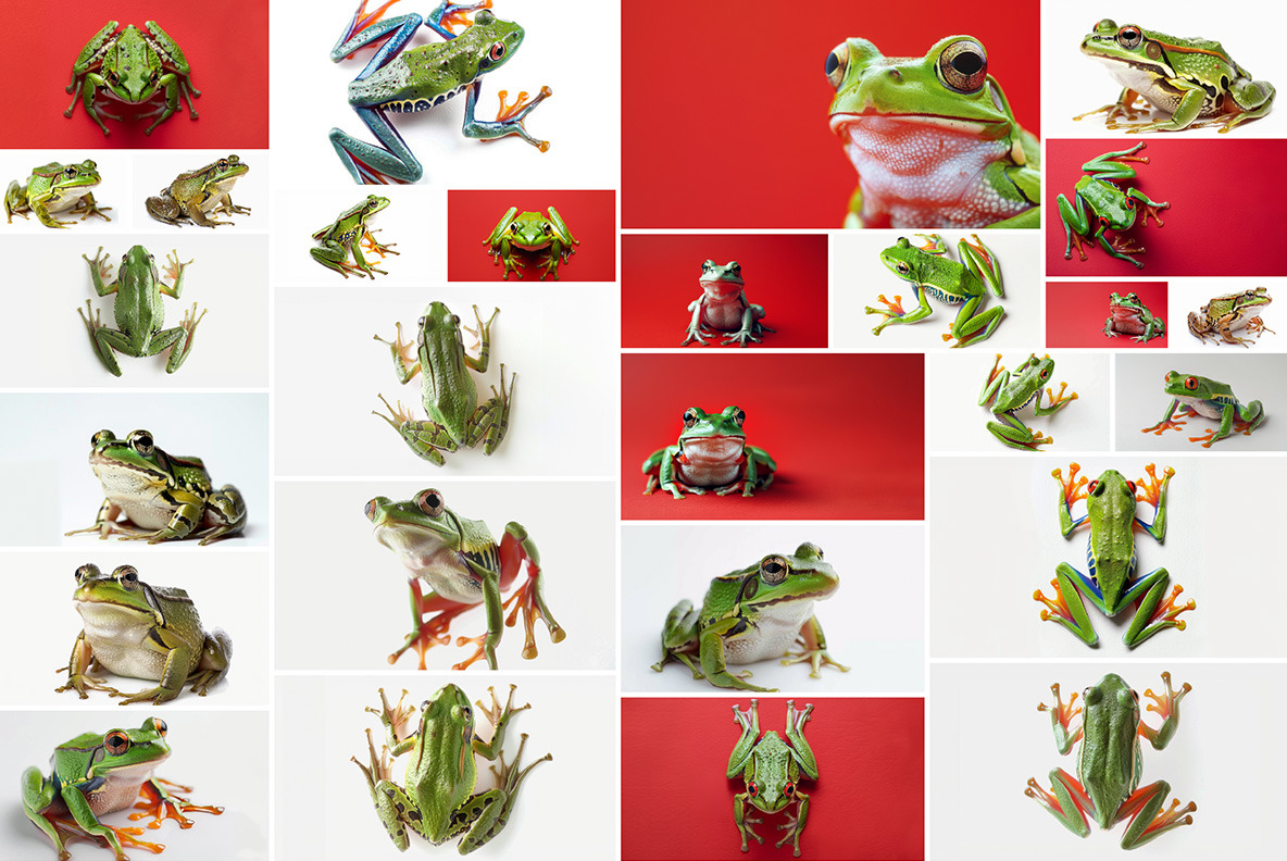 Frogs Frogs