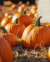 Wooden Sign at Pumpkin Patch Mockup