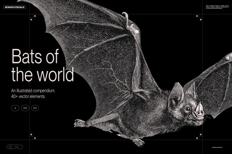 Bats of the World - Wildlife art