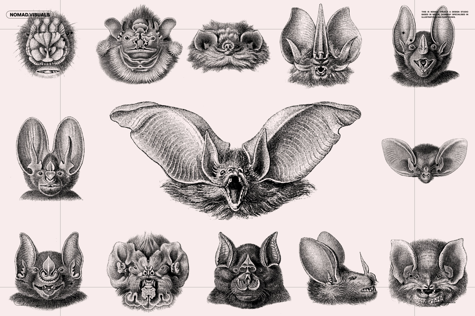 Bats of the World Bats of the World