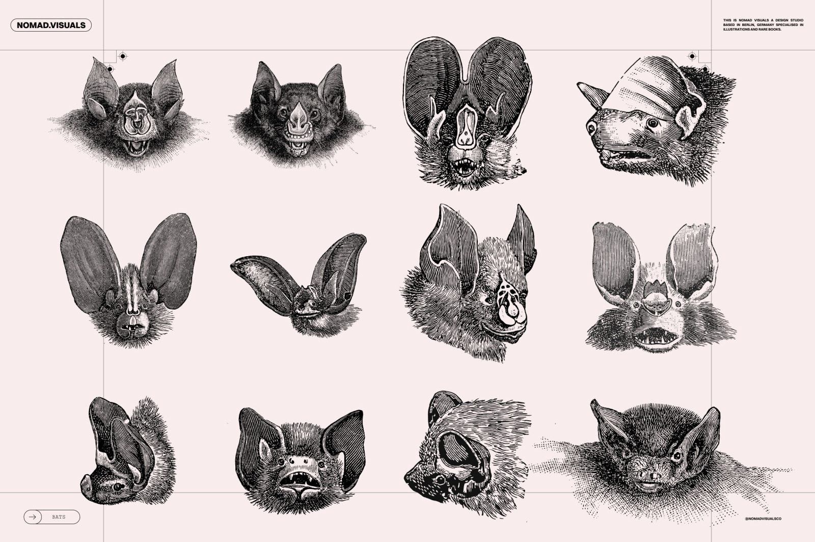 Bats of the World Bats of the World