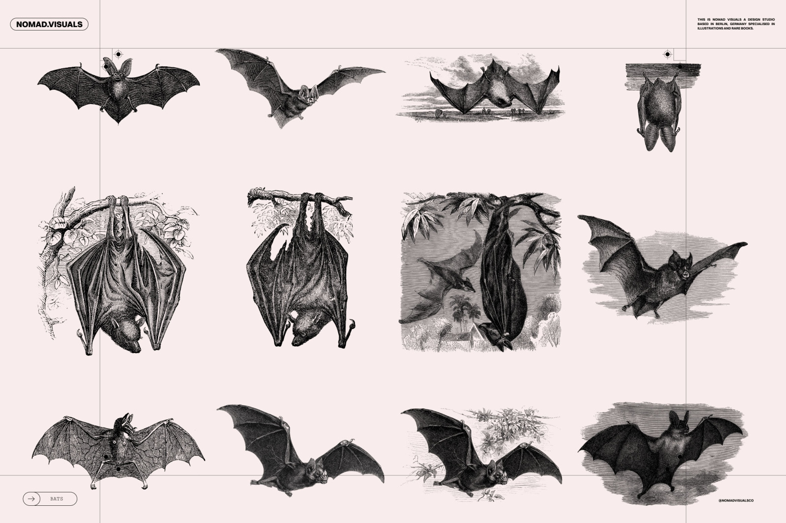 Bats of the World Bats of the World