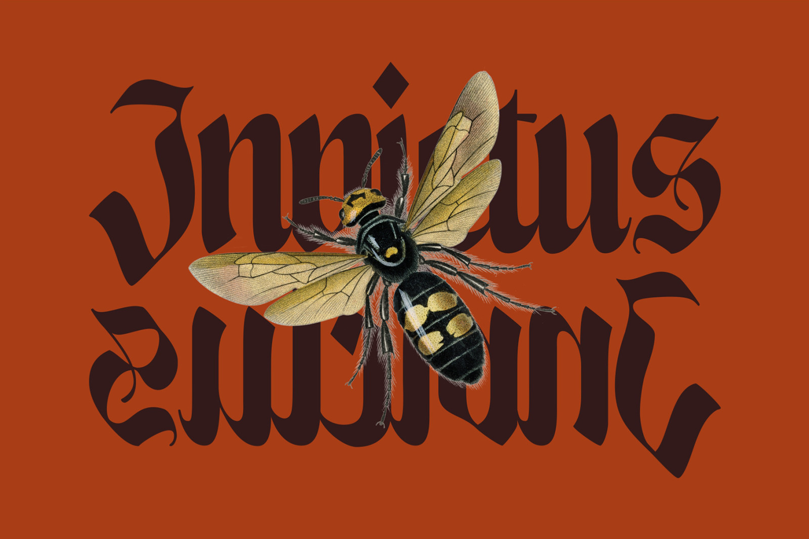 NCL Enigmatic Waesbendiy NCL Enigmatic Waesbendiy