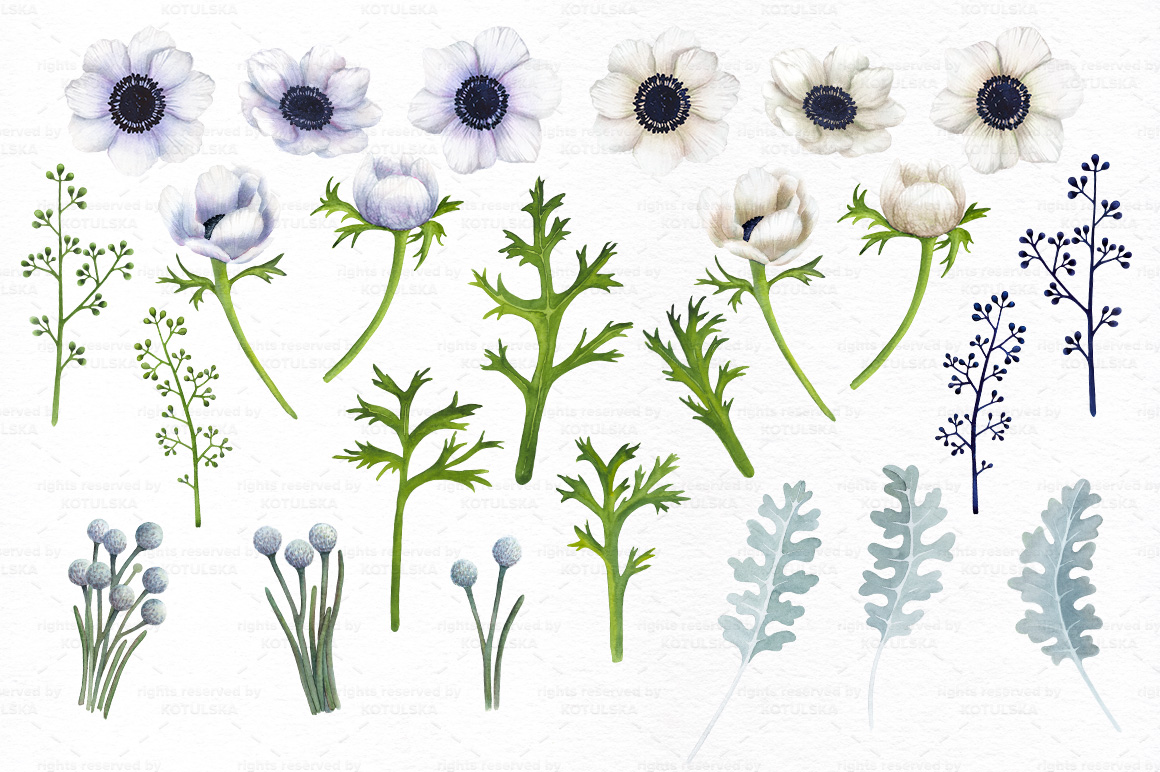 Watercolor Anemones Set Watercolor Anemones Set