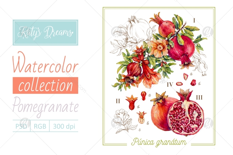 Watercolor pomegranate Watercolor pomegranate