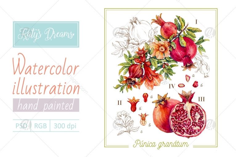 Watercolor pomegranate Watercolor pomegranate