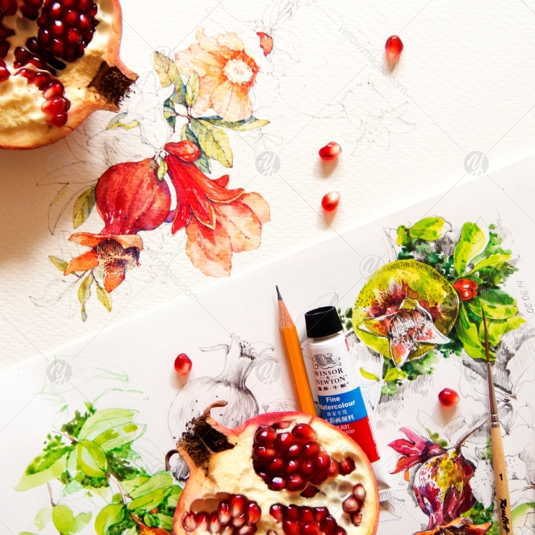 Watercolor pomegranate Watercolor pomegranate