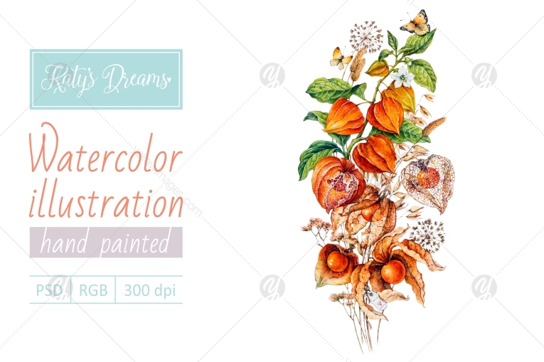 Watercolor physalis Watercolor physalis