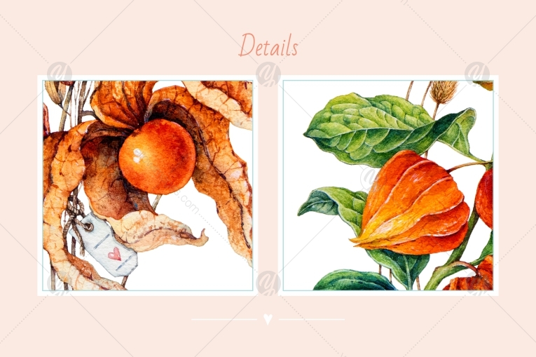 Watercolor physalis Watercolor physalis