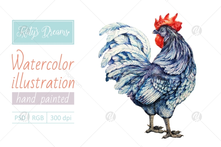 Watercolor rooster Watercolor rooster